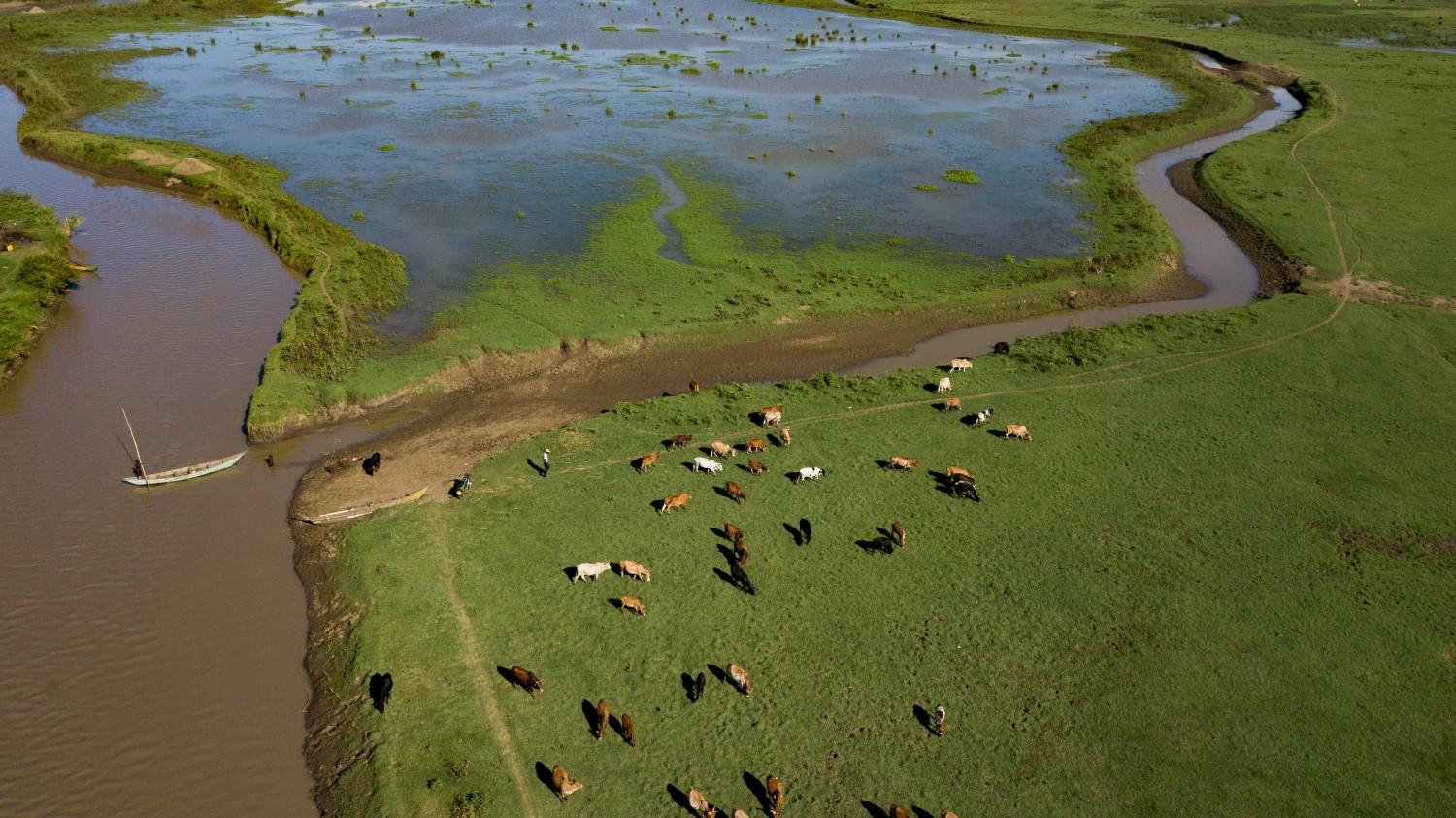 Happy pig farmer using mobile app